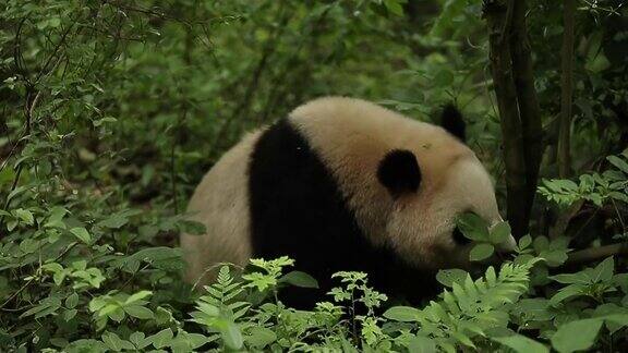 一只寻找食物的大熊猫