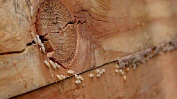 4k近距离拍摄微距白蚁或白蚁在分解的木头上也是木房子的敌人