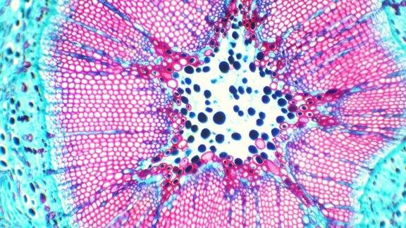 显微镜下漂浮着微生物和细菌的植物茎在显微镜下移动细胞显微镜下的细菌旧视野下的生物实验抽象的微观背景
