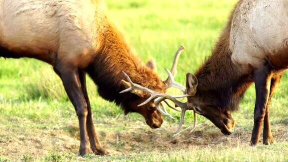 两只雄性麋鹿对打测试大型野生动物