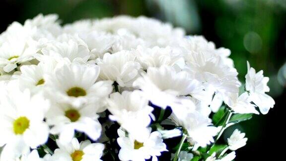 特写花束在光线的照射下旋转花卉成分由白色菊花组成洋甘菊百加地背景中有很多绿色植物