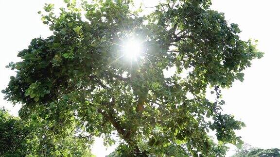美丽的阳光耀斑在热带雨林丛林树冠阳光透过树木