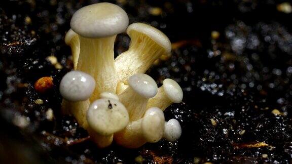 平菇随时间流逝而生长的平菇
