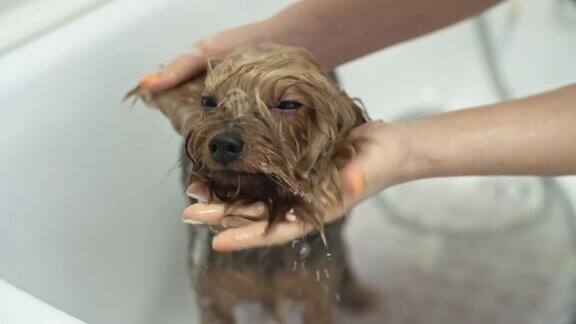 狗狗洗澡