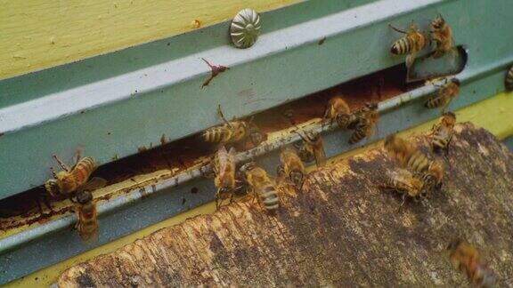 养蜂特写的蜜蜂飞进飞出蜂巢欧洲蜜蜂慢动作视频