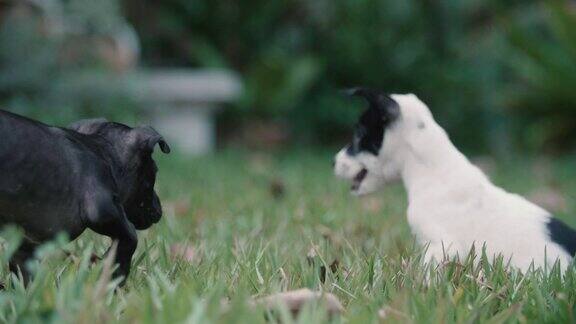 两只小狗在草地上奔跑