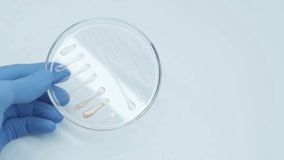 细菌在培养皿中培养