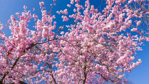 春天开花的树