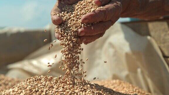 农民用双手捧起小麦