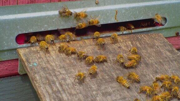 许多蜜蜂离它们的家很近那是一个古老的木制蜂巢一个特写