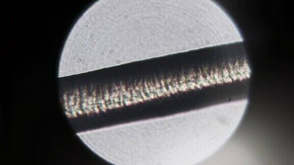 显微镜下的一根头发
