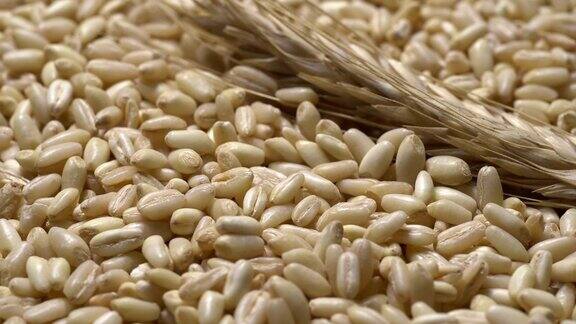 普通小麦籽粒与小麦穗轮作