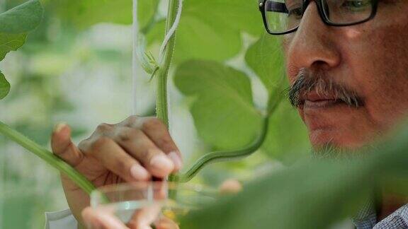 大褂高级农艺师在温室中监督幼苗的生长植物关爱和保护理念4.0行业