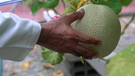 新鲜瓜或绿瓜或哈密瓜种植在温室