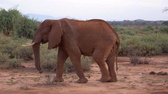 肯尼亚桑布鲁国家公园里孤独的非洲象