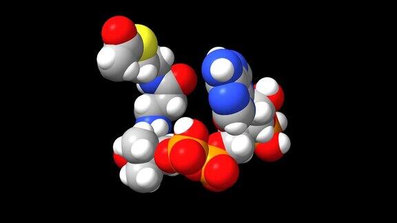 乙酰辅酶a的三维球棒动画和填充模型