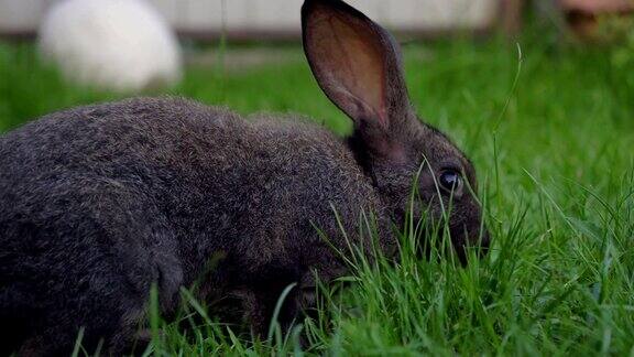 黑色有趣的大耳朵兔子跳跃在绿色的草地上吃草