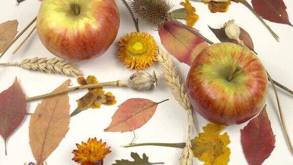 新鲜的苹果干枯的植物在白色的背景上秋季植物组成背景