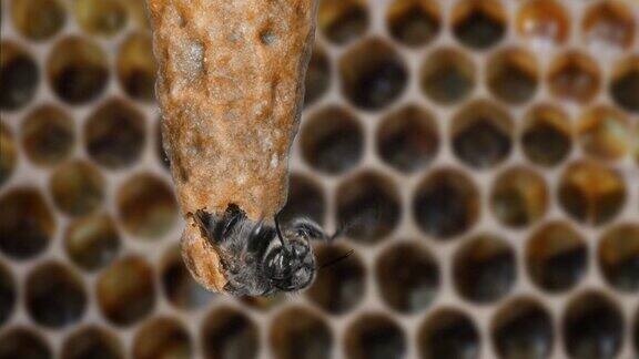 欧洲蜜蜂意大利蜜蜂蜂王的出现诺曼底蜂巢实时4K