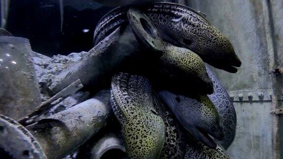 海难中的海鳗