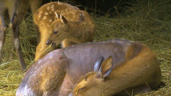 梅花鹿宝宝站在熟睡的鹿妈妈旁边