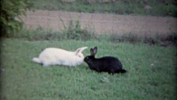 1963年:白兔子遇到黑兔子并赶走了其他兔子