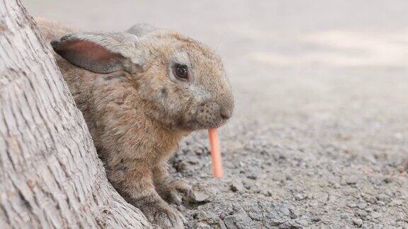 棕色的兔子在椰子树下吃胡萝卜