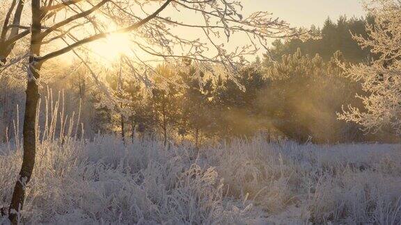冬天的黎明里草地上结霜