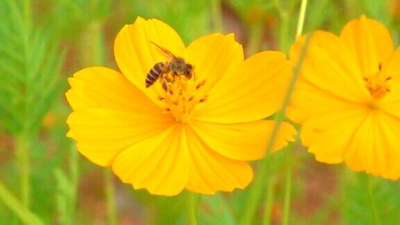 特写蜜蜂的慢镜头在早晨的花上飞行