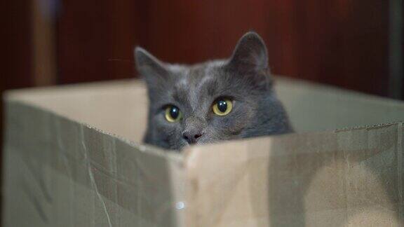 一只有趣的灰猫躲在纸板箱里