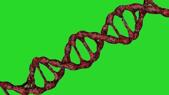 红色的深色DNA分子动画在绿色的屏幕上生物技术、生物化学、遗传学和医学概念DNA链