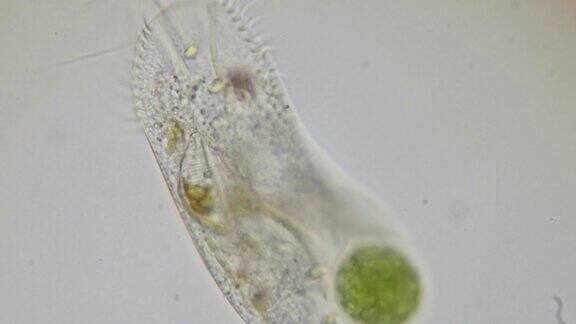 纤毛草履虫在显微镜下为4k