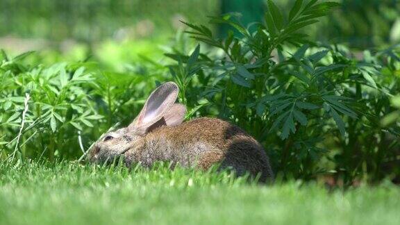 可爱的灰色棉尾兔在花园里吃草