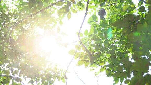 阳光透过树枝透过树叶4k的格式