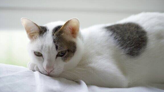 瞌睡的白色家猫用灰色的布躺在下午的白色沙发上看起来很舒服