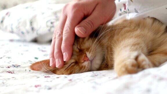 可爱的姜黄色的猫躺在床上男人抚摸毛茸茸的宠物它会呜呜叫