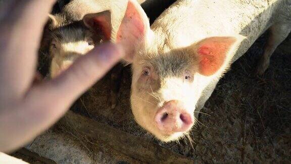 铁栅栏后面的小猪看着摄像机农夫用手拉着他的猪人与动物