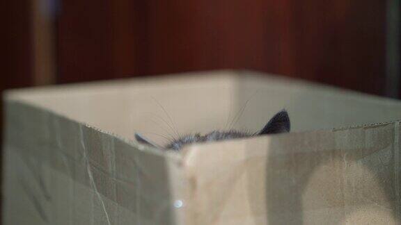 灰猫躲在纸板箱里猫的捕食行为