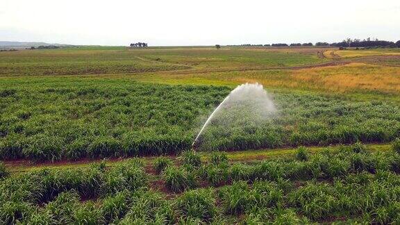 精确的空中轨道:洒水灌溉在郁郁葱葱的种植园