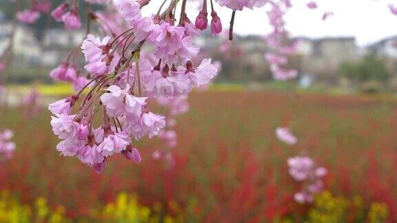 樱花樱花在春天盛开