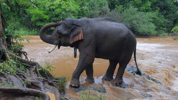 大象站在浅河里