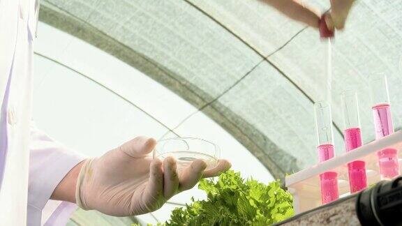 科学家测试溶液化学检查检查新鲜的有机水培农场有机蔬菜水培蔬菜生长在温室