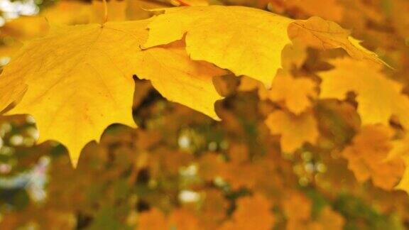近距离拍摄的彩色秋叶摆动在一棵树上