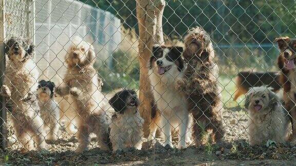 许多不同品种的狗透过收容所或育儿室的网