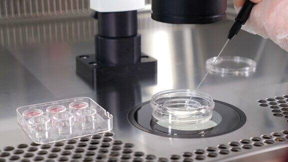 冷冻保护剂放置在显微镜下的培养皿中放置在实验台上胚胎学家在胚胎冷冻保存过程中的实验室操作4k的视频