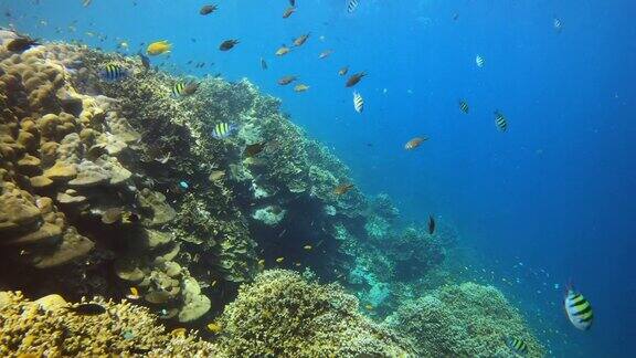 美丽鲜艳的颜色的鱼和珊瑚海底