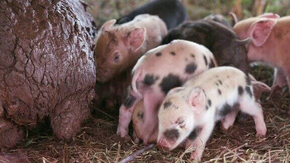 可爱可爱的自由放养小猪从他们的母亲吮吸