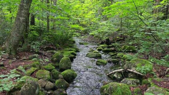 美丽的小溪流自然景观魁北克加拿大