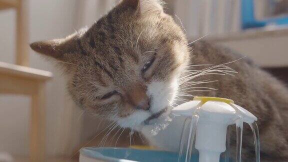 从宠物饮水器里喝水的猫