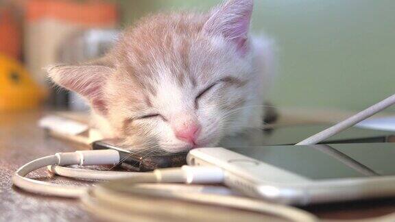 小猫们睡觉的时候手机正在充电